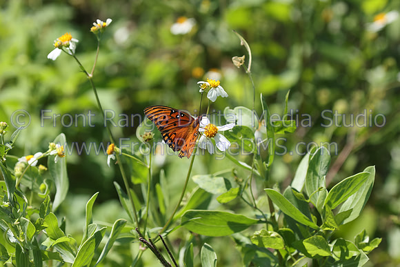 Butterfly at Merritt Island Wildlife Reserve