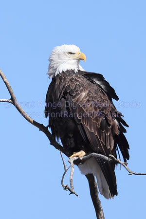 Eagle looking right at Rocky Mountain Arsenal