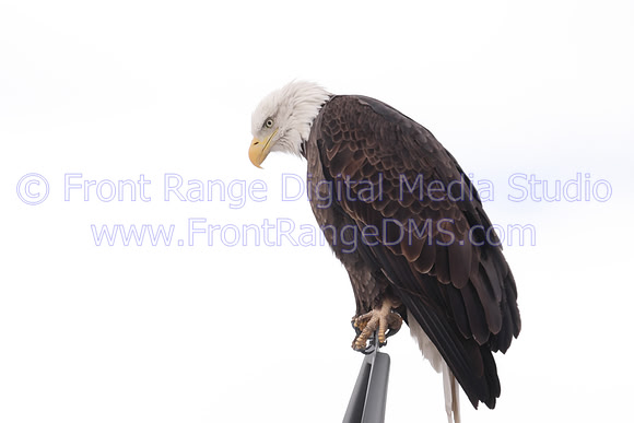 Eagle Stare at Rocky Mountain Arsenal