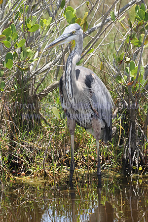 Great Blue Heron portrait at Merritt Island Wildlife Refuge