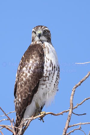 Ferruginous Hawk Intense Look at Rocky Mountain Arsenal