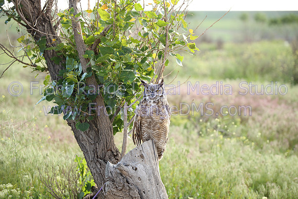 Great Horned Owl at Bear Lake Park in Denver