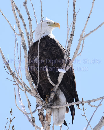 Eagle in Branches at Rocky Mountain Arsenal