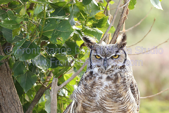 Great Horned Owl close up at Bear Lake Park in Denver