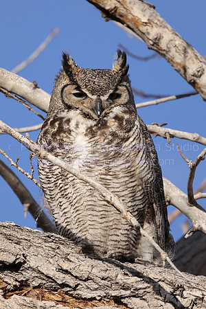 Great Horned Owl in tree at Rocky Mountain Arsenal