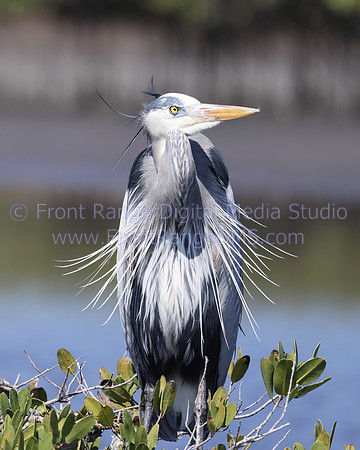 Great Blue Heron side view at Merritt Island Wildlife Preserve