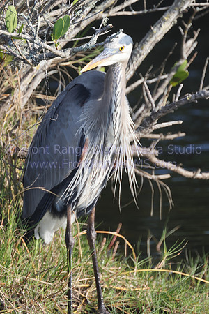Great Blue Heron at Merritt Island Wildlife Preserve
