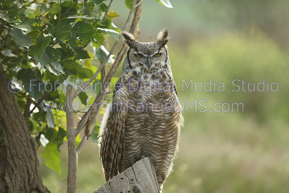 Great Horned Owl on post at Bear Lake Park