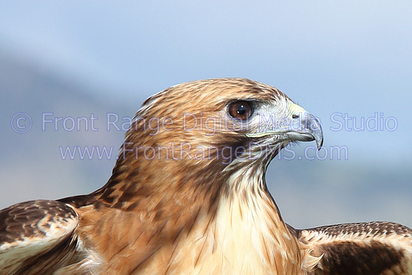 Hawk close up at Bear Lake Park, Denver, Colorado