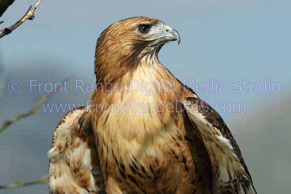 Hawk looking right at Bear Lake Park, Denver, Colorado