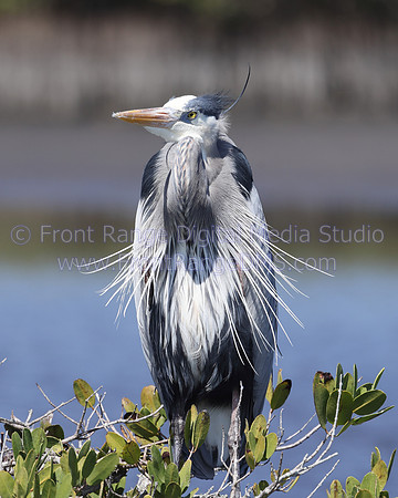 Heron looking left at Merritt Island Wildlife Refuge, Florida