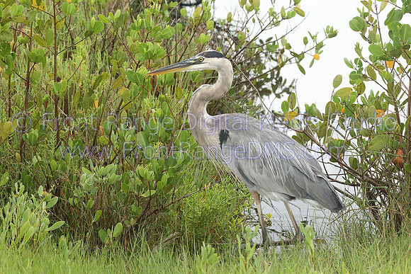 Heron profile at Merritt Island Wildlife Preserve, Florida