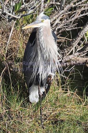 Heron Left at Merritt Island Wildlife Refuge, Florida