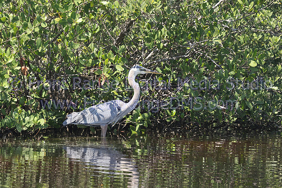 Heron Black Point, Merritt Island Wildlife Refuge, Florida