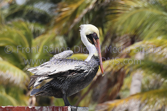 Pelican on fence, Costa Maya, Mexico