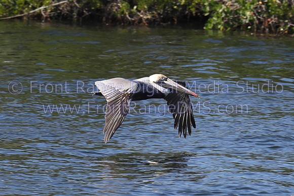 Pelican flying near Tarpon Springs Sponge Docks, Florida