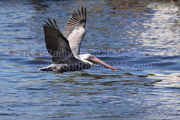 Pelican flying with wings up, Tarpon Springs, Florida