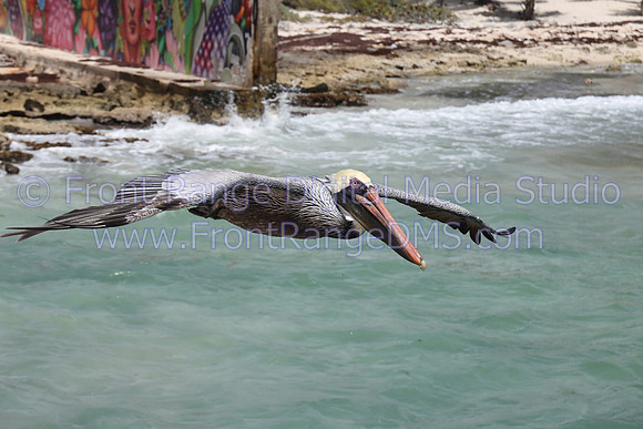 Pelican in flight, Costa Maya, Mexico