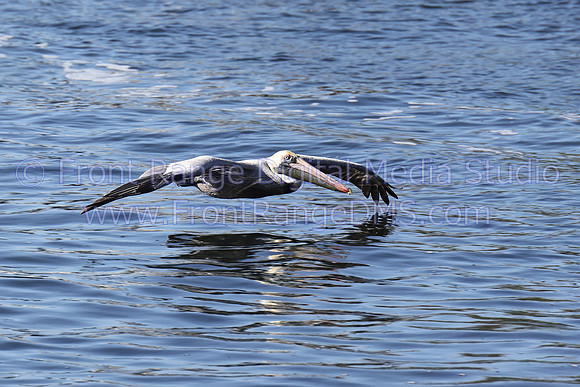 Pelican flying low to water, Tarpon Springs, Florida
