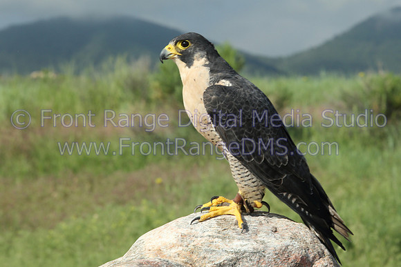 Peregrine Falcon at Bear Lake Park, Denver