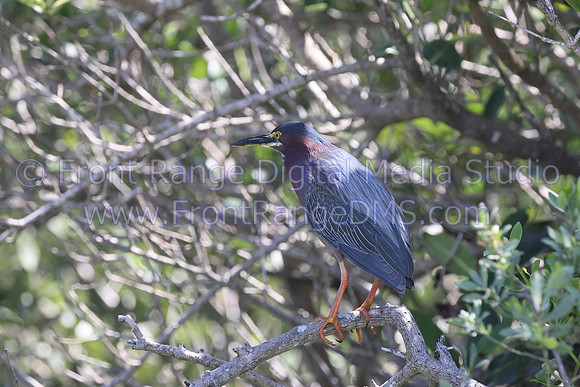 Purple Gallinule at Merritt Island Wildlife Reserve, Florida