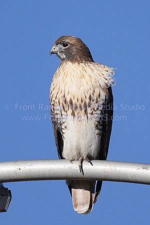 Red Tail on light, Boulder