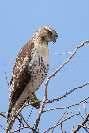 Red Tail in tree 2, Rocky Mountain Arsenal
