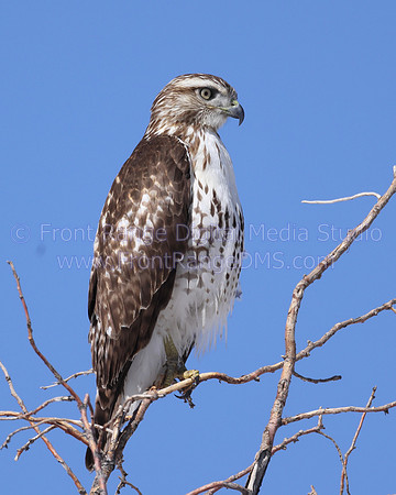 Red Tail high in tree, Rocky Mountain Arsenal