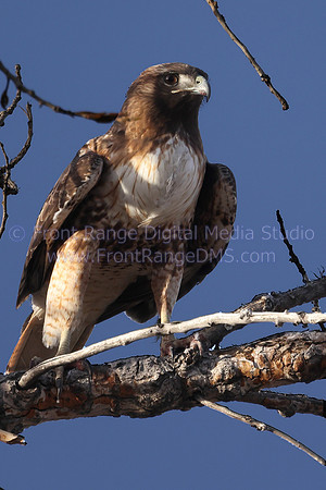 Red Tail Hawk in tree, Bear Lake Park, Denver