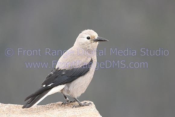 Snow Bunting at Rocky Mountain National Park