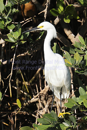 Snowy Egret in Marsh, Merritt Island Wildlife Refuge