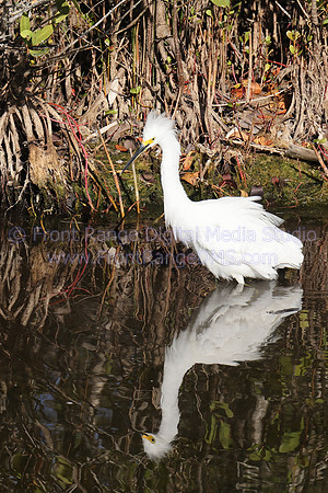 Snowy Egret Reflection, Merritt Island Wildlife Refuge