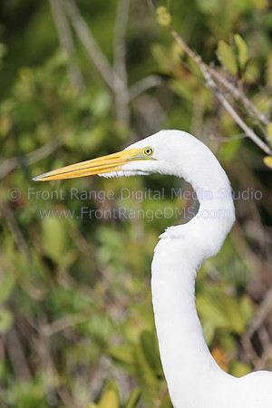 Snowy Egret Close Up, Merritt Island Wildlife Refuge