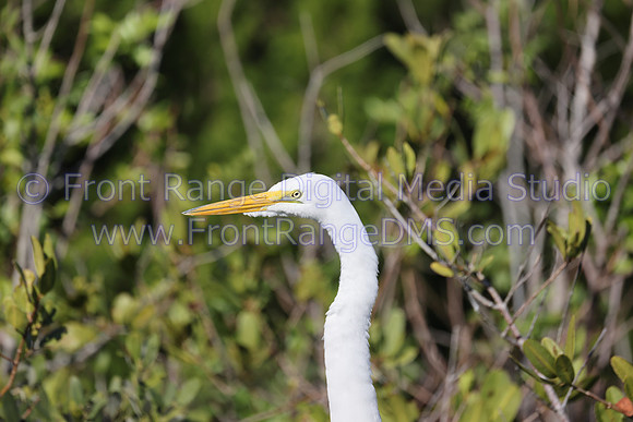 Snowy Egret Blackpoint, Merritt Island Wildlife Refuge