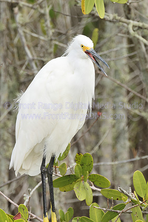 White Heron at Blackpoint Drve