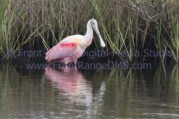 Spoonbill Blackpoint, Merritt Island Wildlife Refuge