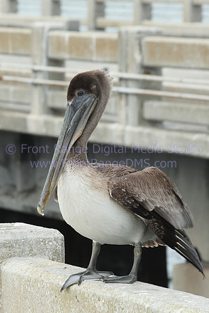 Pelican on Perch at Sunshine Skyway, Florida