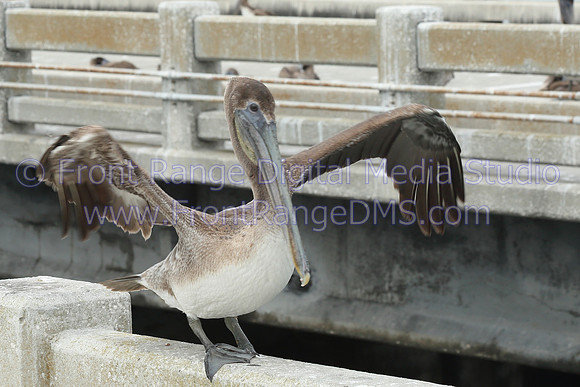 Pelican spreads wings at Sunshine Skyway, Florida