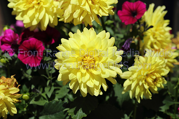 Yellow Aster