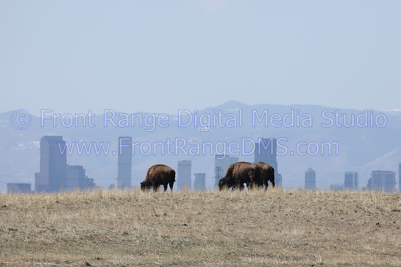 Bison Denver Skyline, Rocky Mountain Arsenal