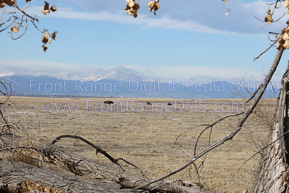 Bison with Trees, Rocky Mountain Arsenal