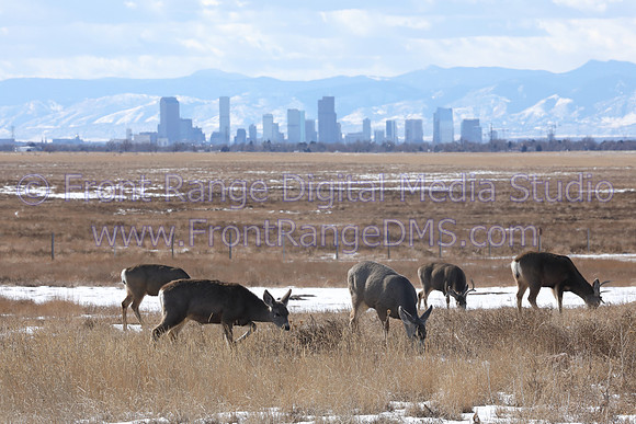Deer Denver Skyline, Rocky Mountain Arsenal