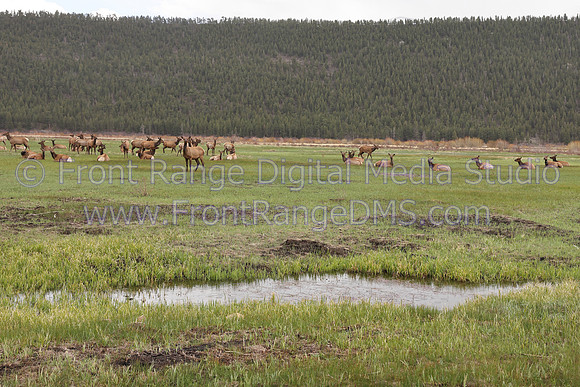 Morraine Park Elk Stream, Rocky Mountain National Park