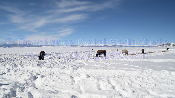 Bison in Snowy Field near Hartsell, Colorado