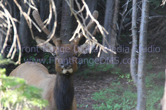 Buck saying Hello at Rocky Mountain National Park