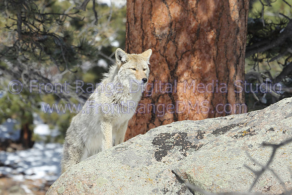 Coyote on Rock in Morraine Park, Rocky Mountain National Park