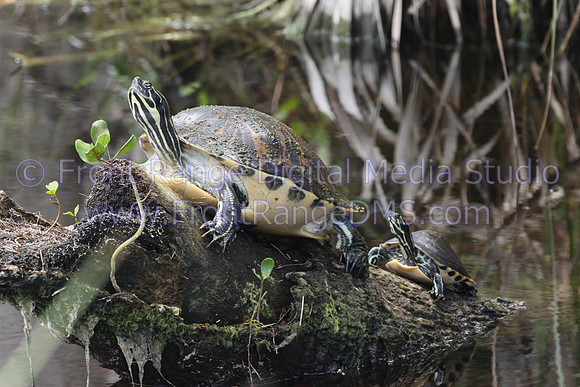 TurtlesClimbingLog