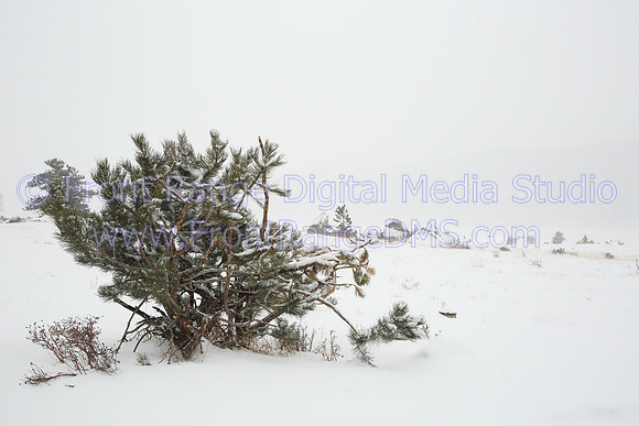 Morraine Park Snow Scene, Rocky Mountain National Park