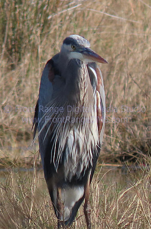 Great blue heron with mane