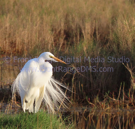 White Heron in Field